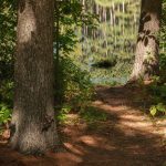 The pines reflect into the water, bordered by the shoreline pines in early September within Hartman Creek State Park, Waupaca, Wisconsin