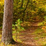 A nature trail through the woods at Firefly Lake State Park, near Sayner, Wisconsin in Vilas County leads the hiker through the changing colors of the autumn northwoods.