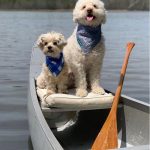 Two dogs sitting in a canoe on a calm lake, one is a fluffy white dog wearing a blue bandana, and the other is a small tan dog with a blue and white checkered bandana. The dogs are enjoying a sunny day outdoors, surrounded by greenery and water.