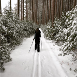 Person cross-country skiing on a snow-covered trail surrounded by tall pine trees and dense greenery in a winter landscape.