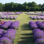 Fragrant Isle